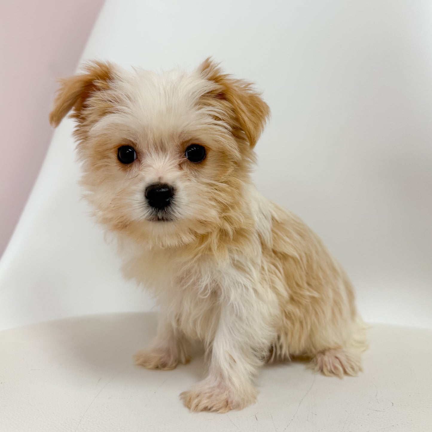 Biscuit - Male Morkie