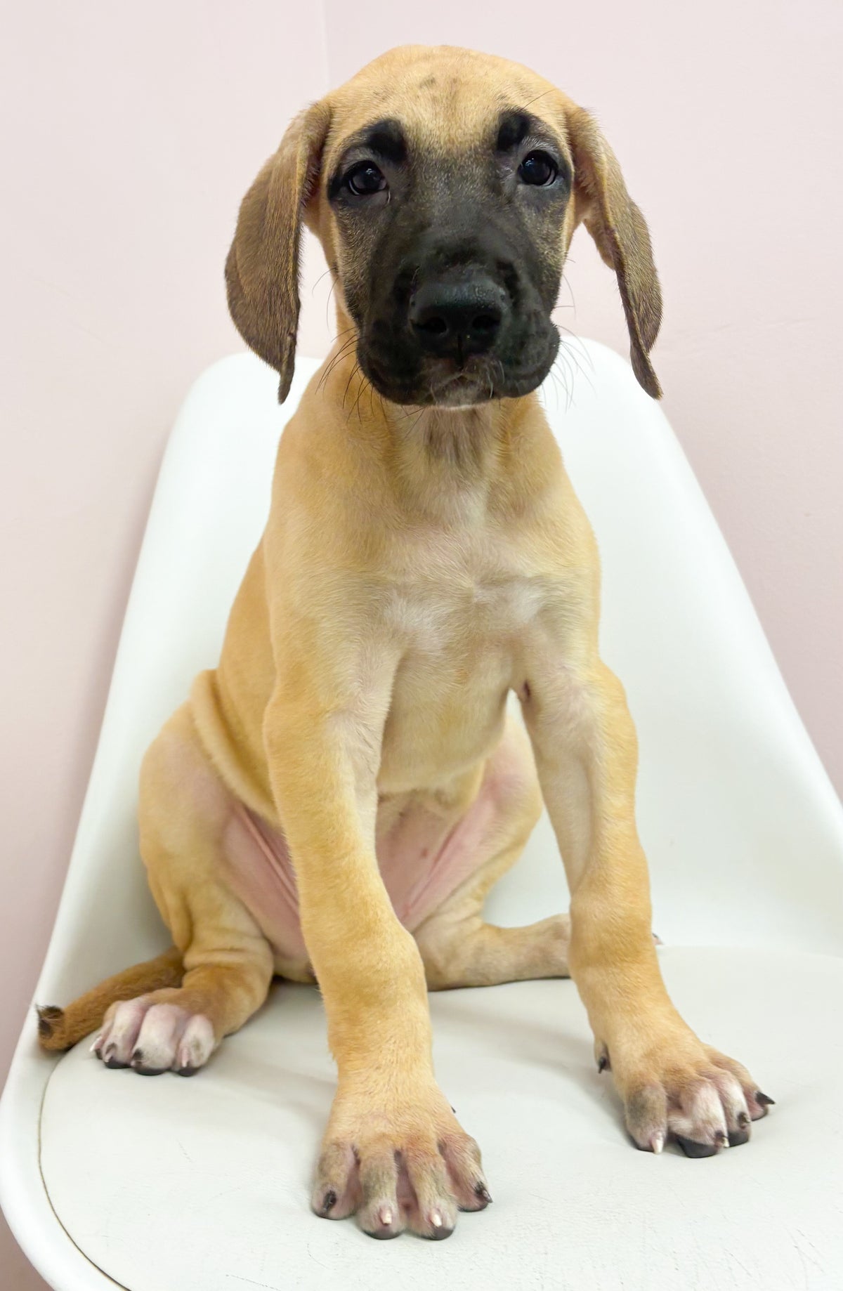 Honey- Female Great Dane