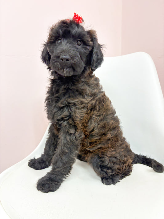 Bingo- Female Mini Whoodle