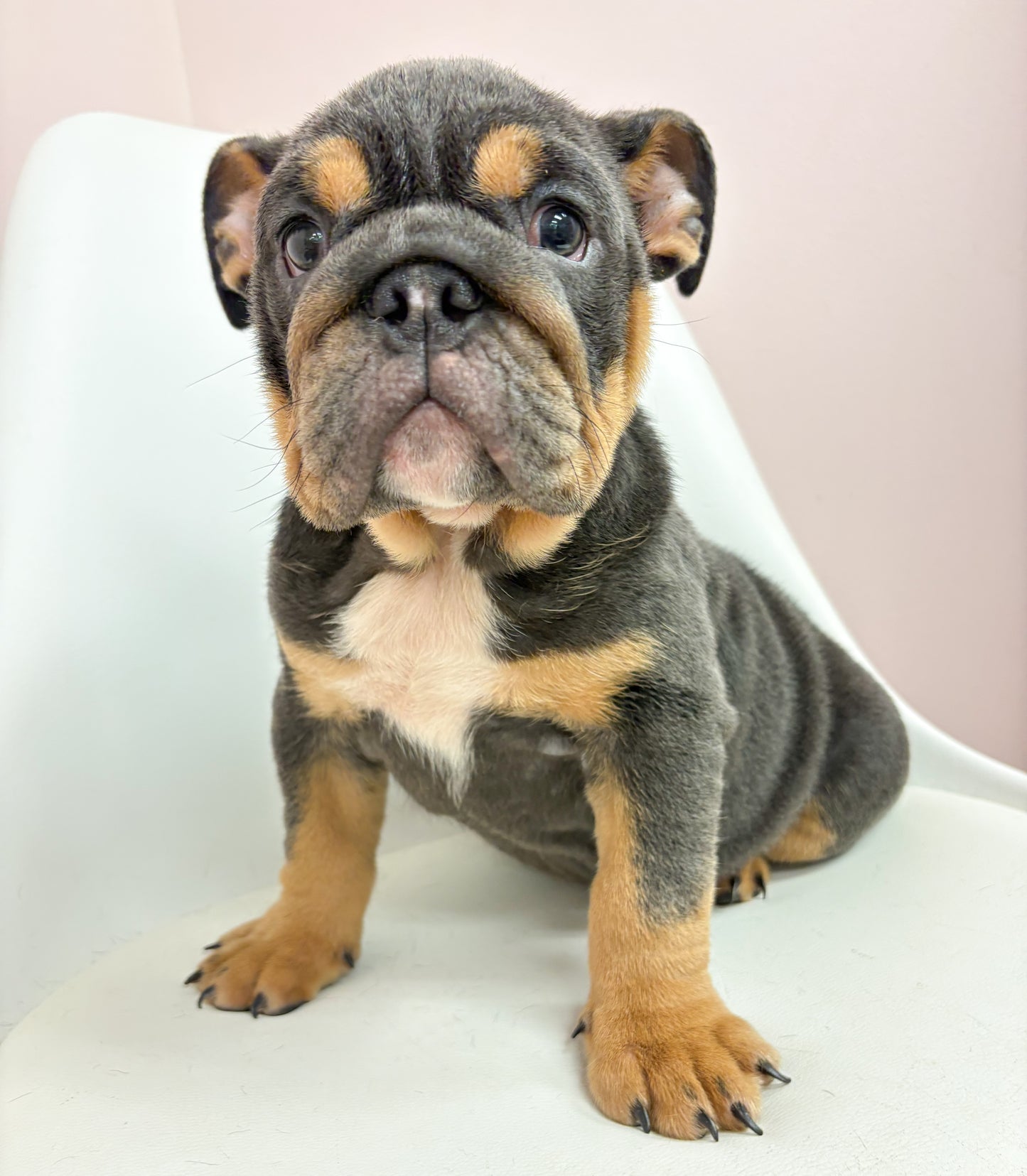 Flora-Female English Bulldog