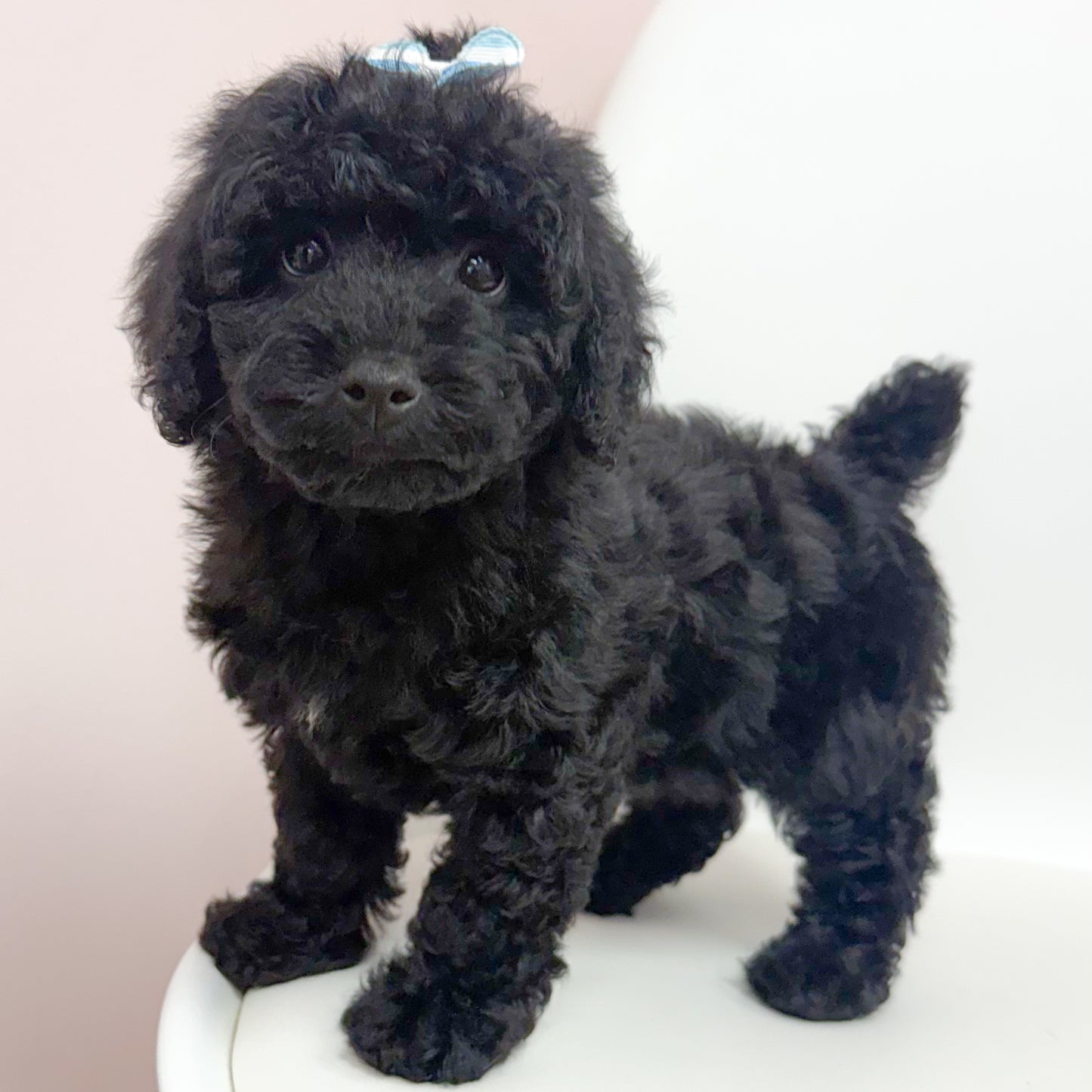 Piper-Female Mini Poodle
