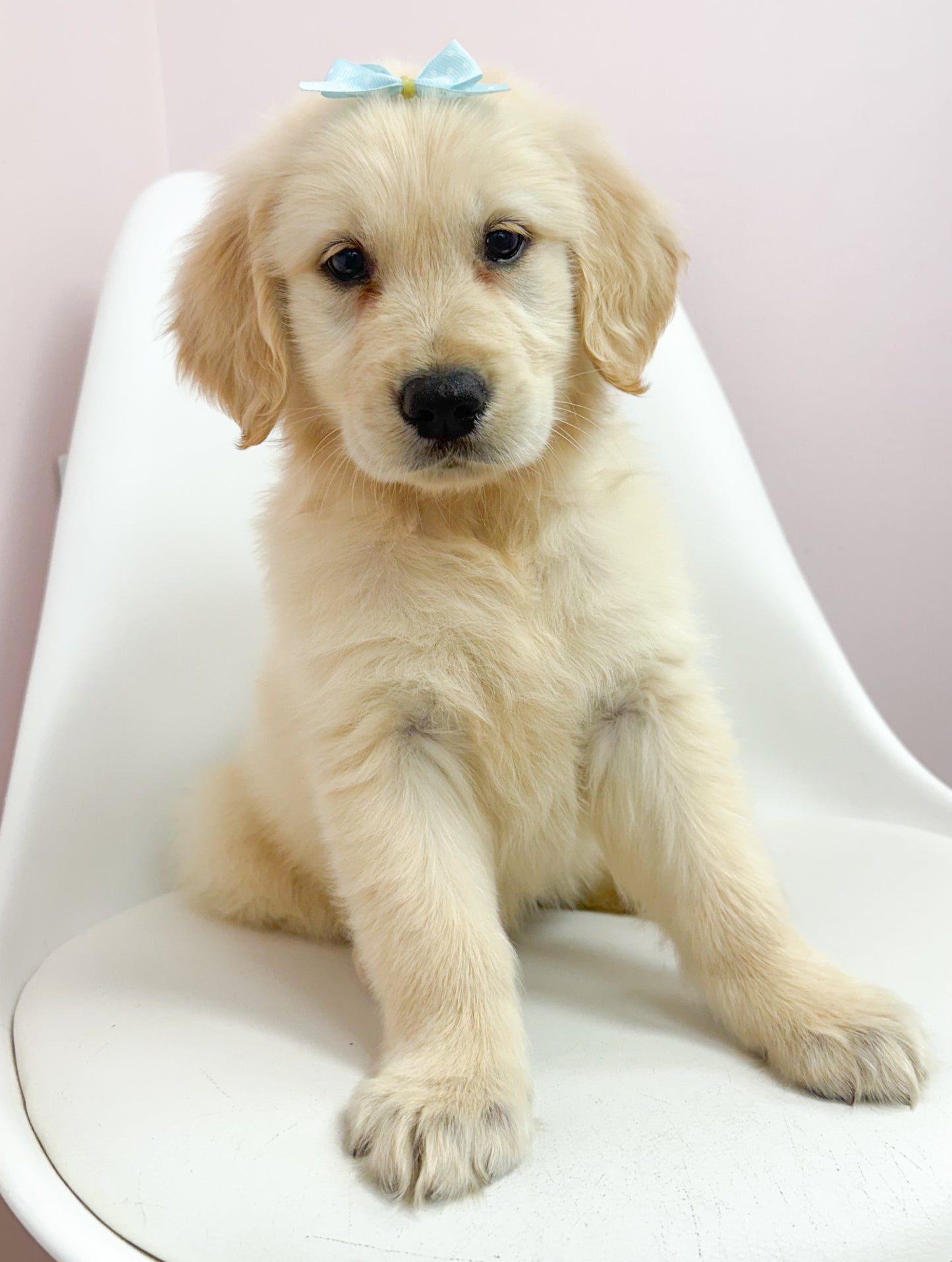 Darcy-Female Golden Retriever