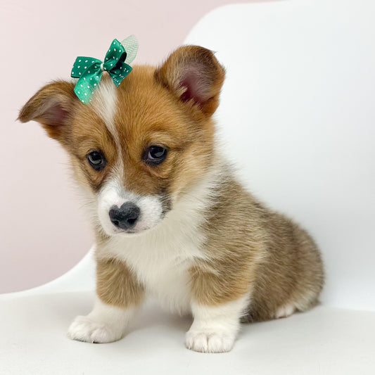 Livy- Female Corgi