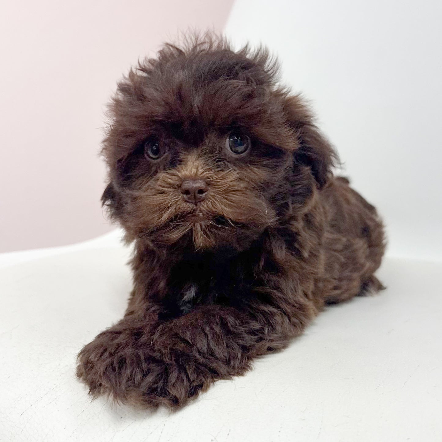 Hershey- Male Shipoo