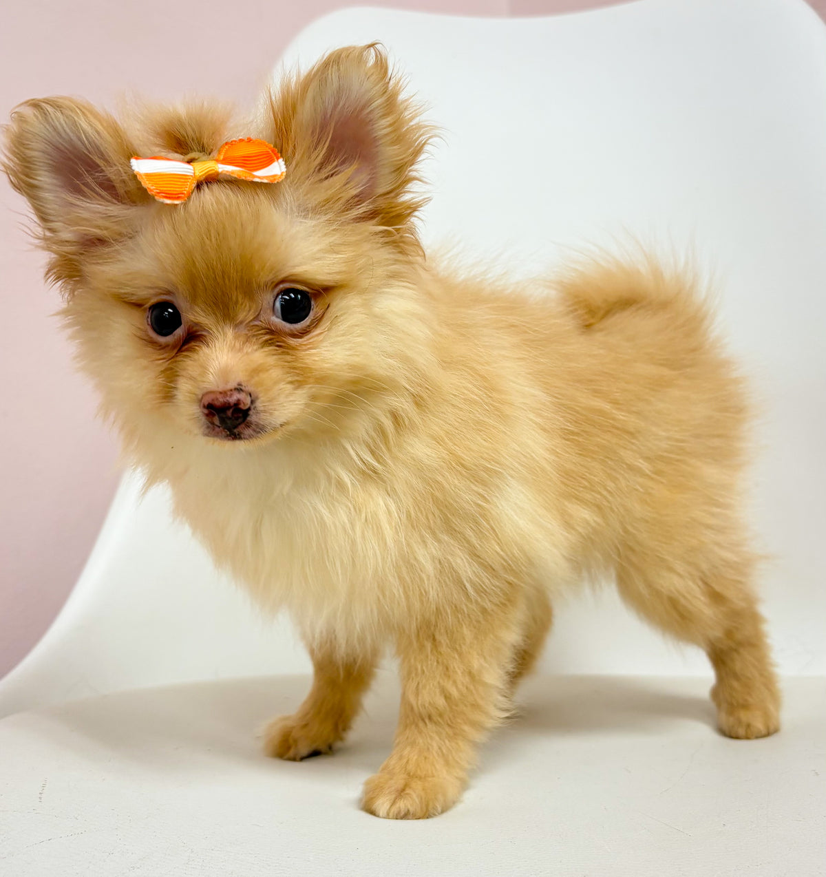 Poppy- Female Pomeranian