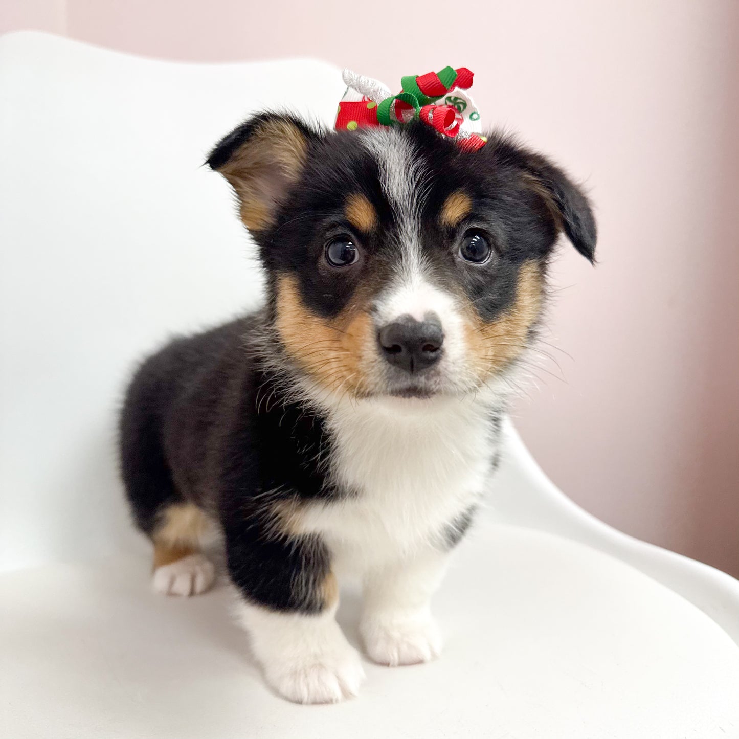 Penny- Female Pembroke Welsh Corgi