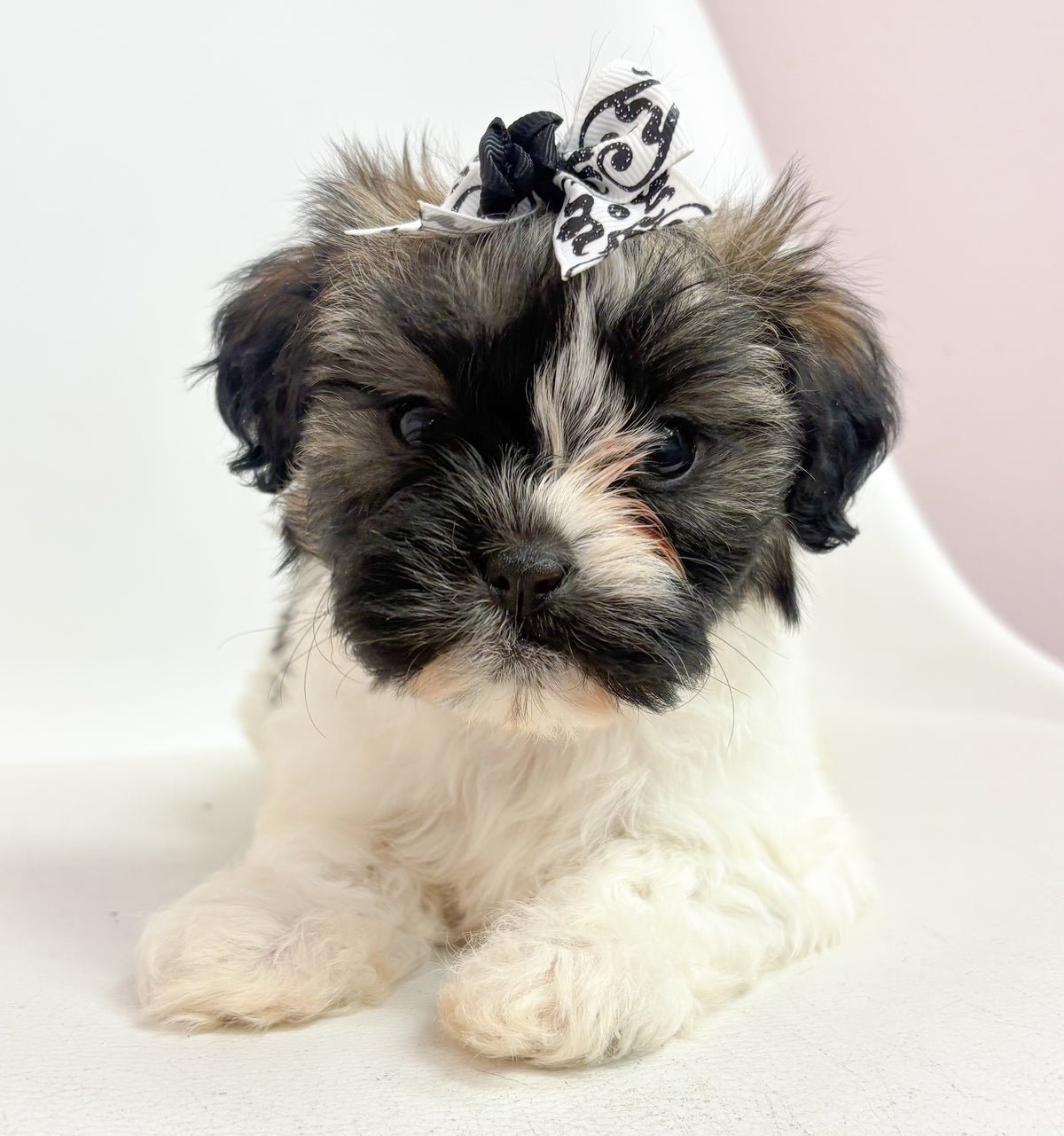 Gigi- Female Shih Tzu
