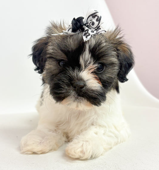 Gigi- Female Shih Tzu