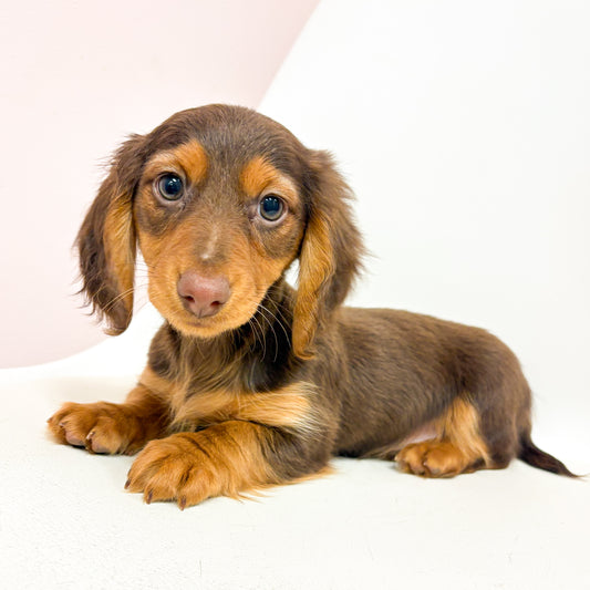 Mocha - Female Mini Dachshund