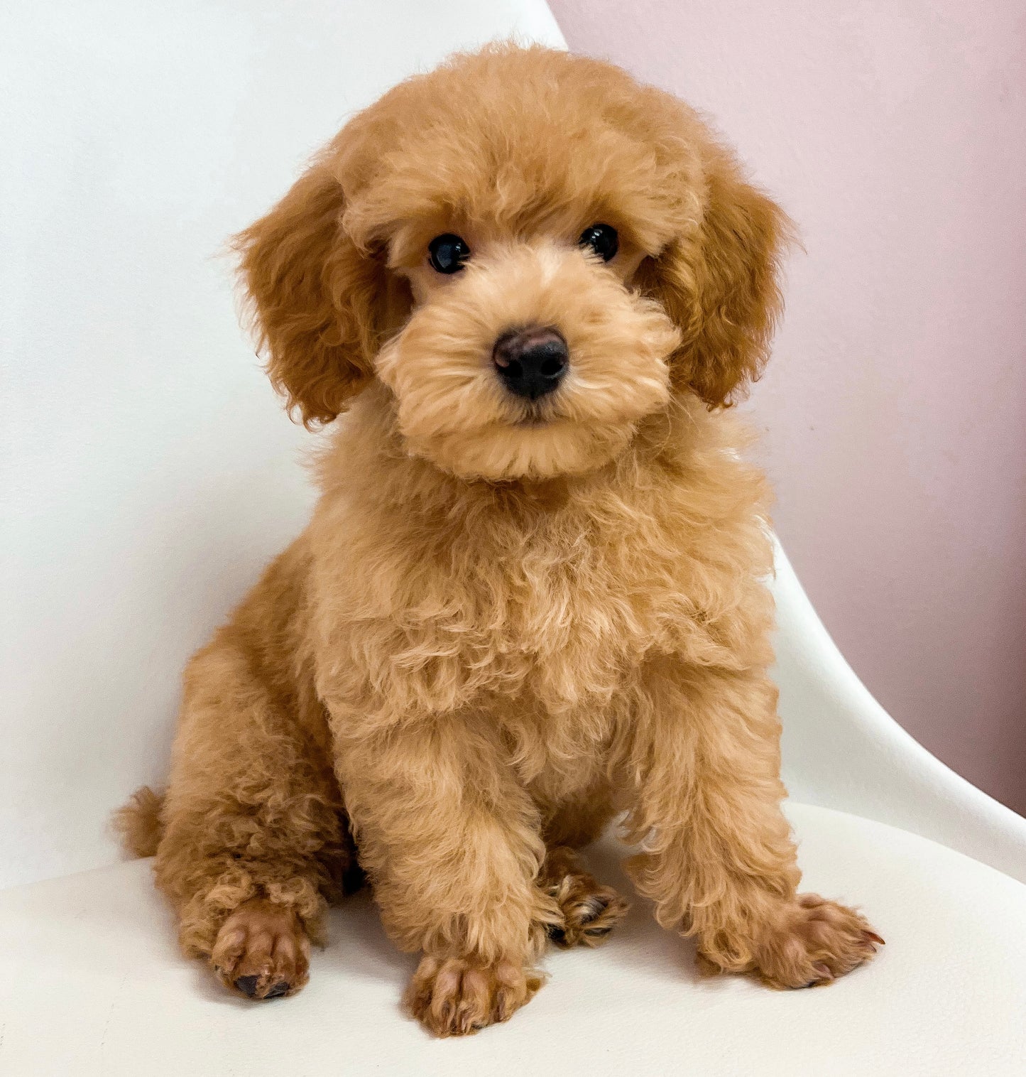 Ranger- Male Toy Poodle