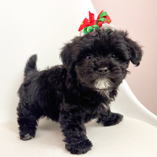 Brandi- Female Maltapoo