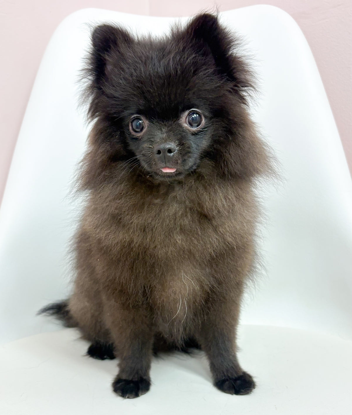Denver- Male Pomeranian