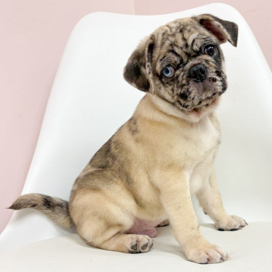 Clyde- Male Pug
