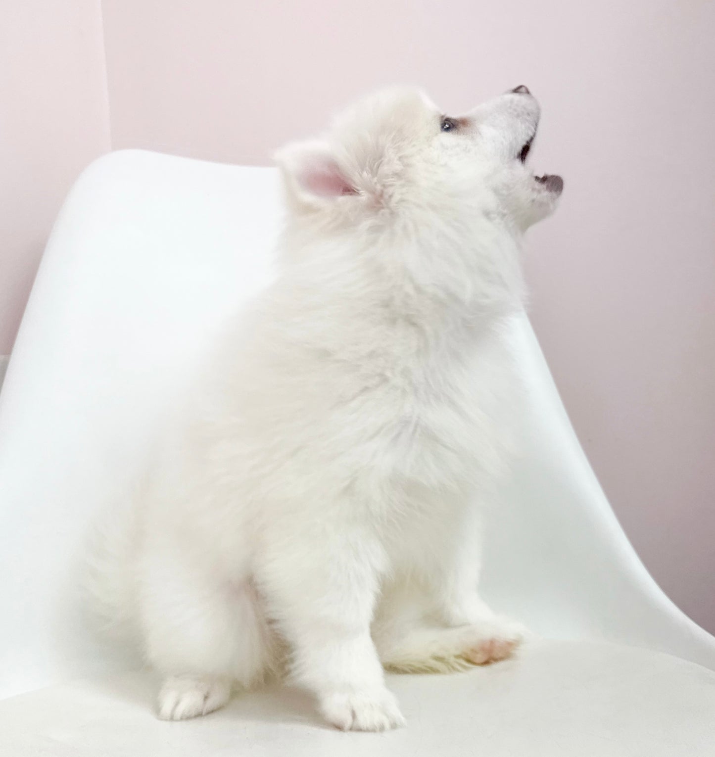 Marshmallow- Male American Eskimo