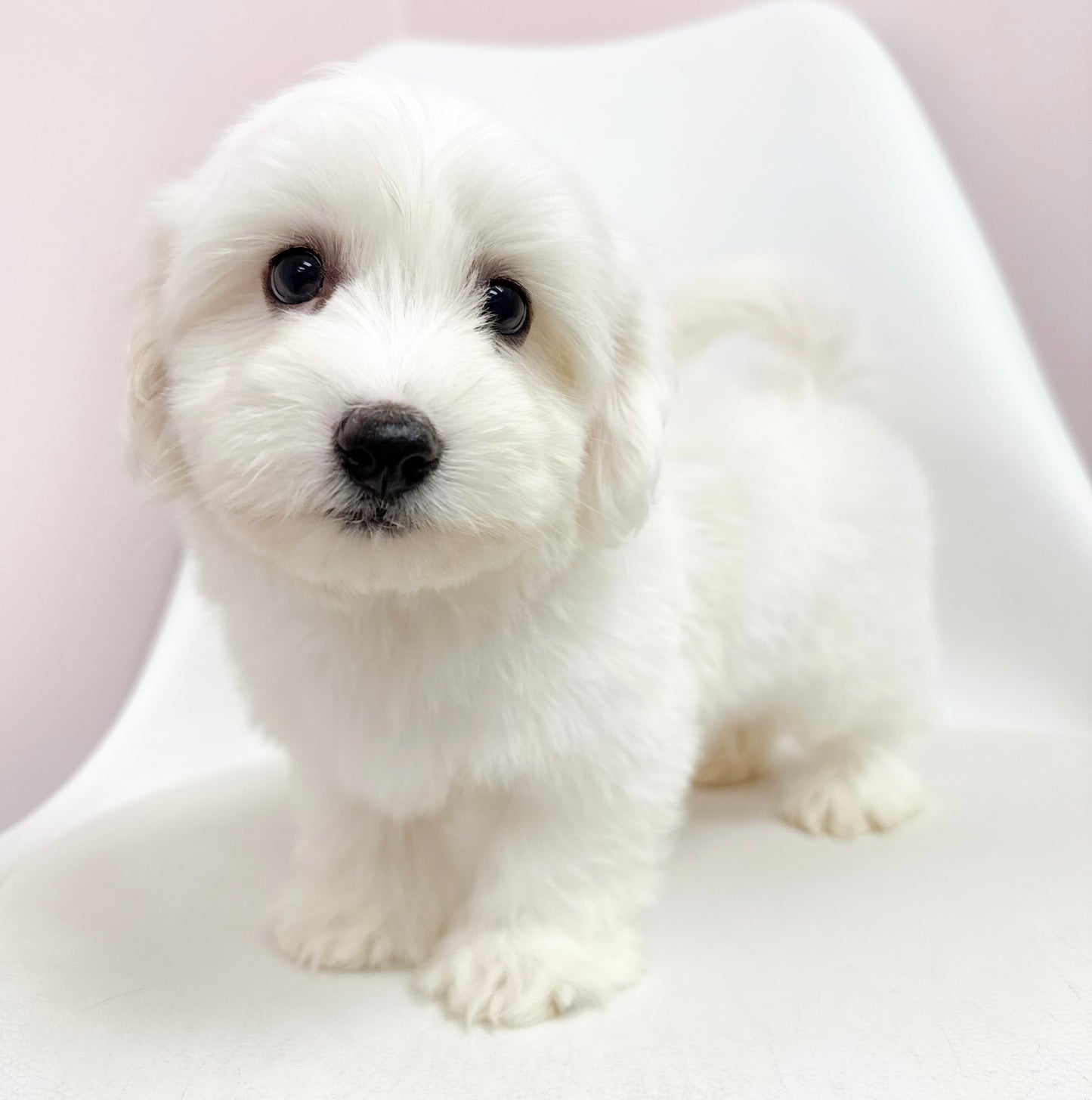 Marcel- Male Coton De Tulear