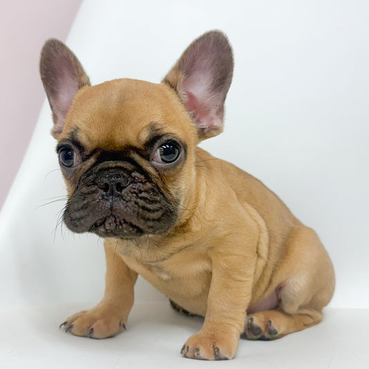 Felix- Male French Bulldog