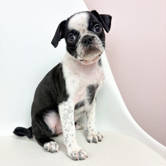 Pepper- Female Pug