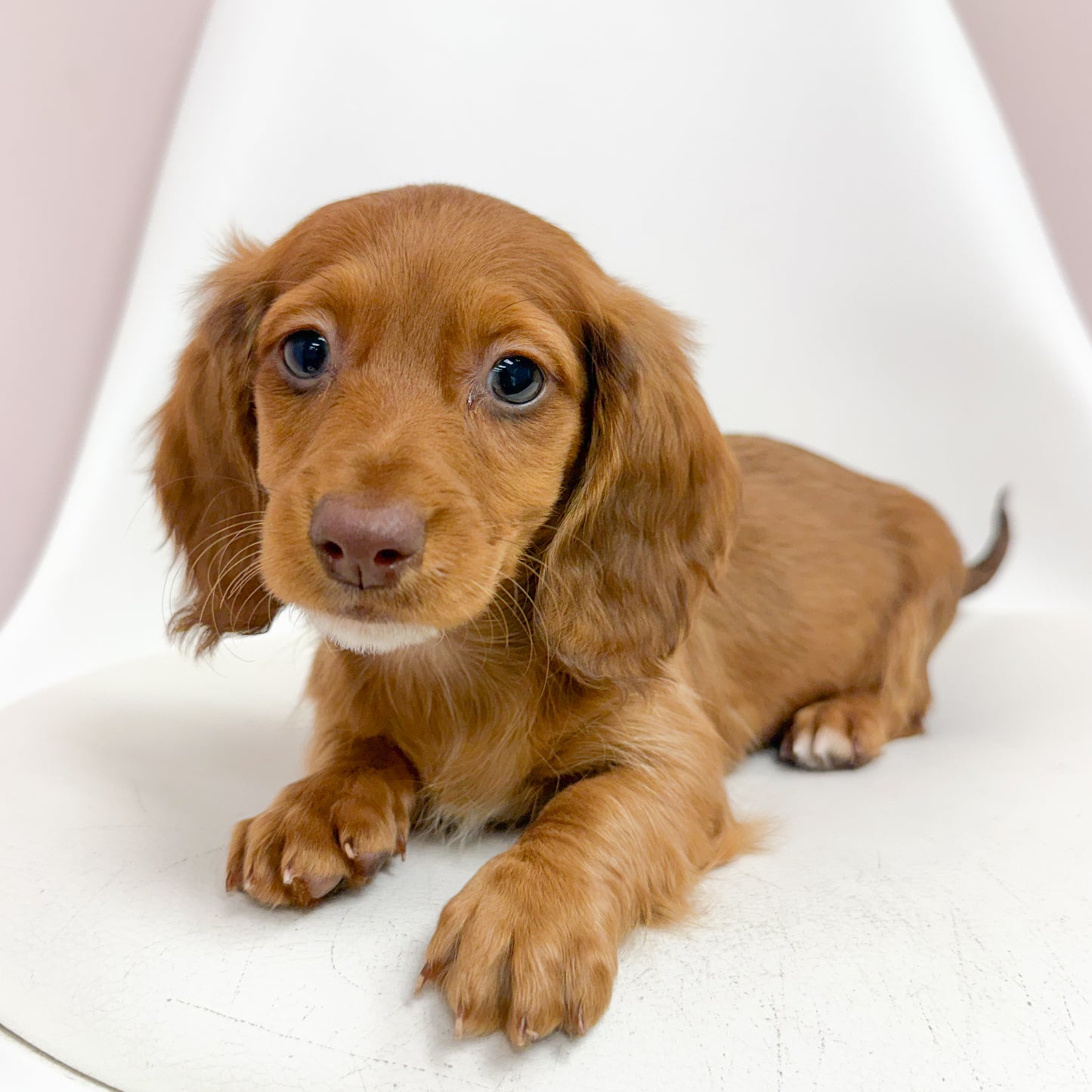 Rudolph - Male Mini Dachshund