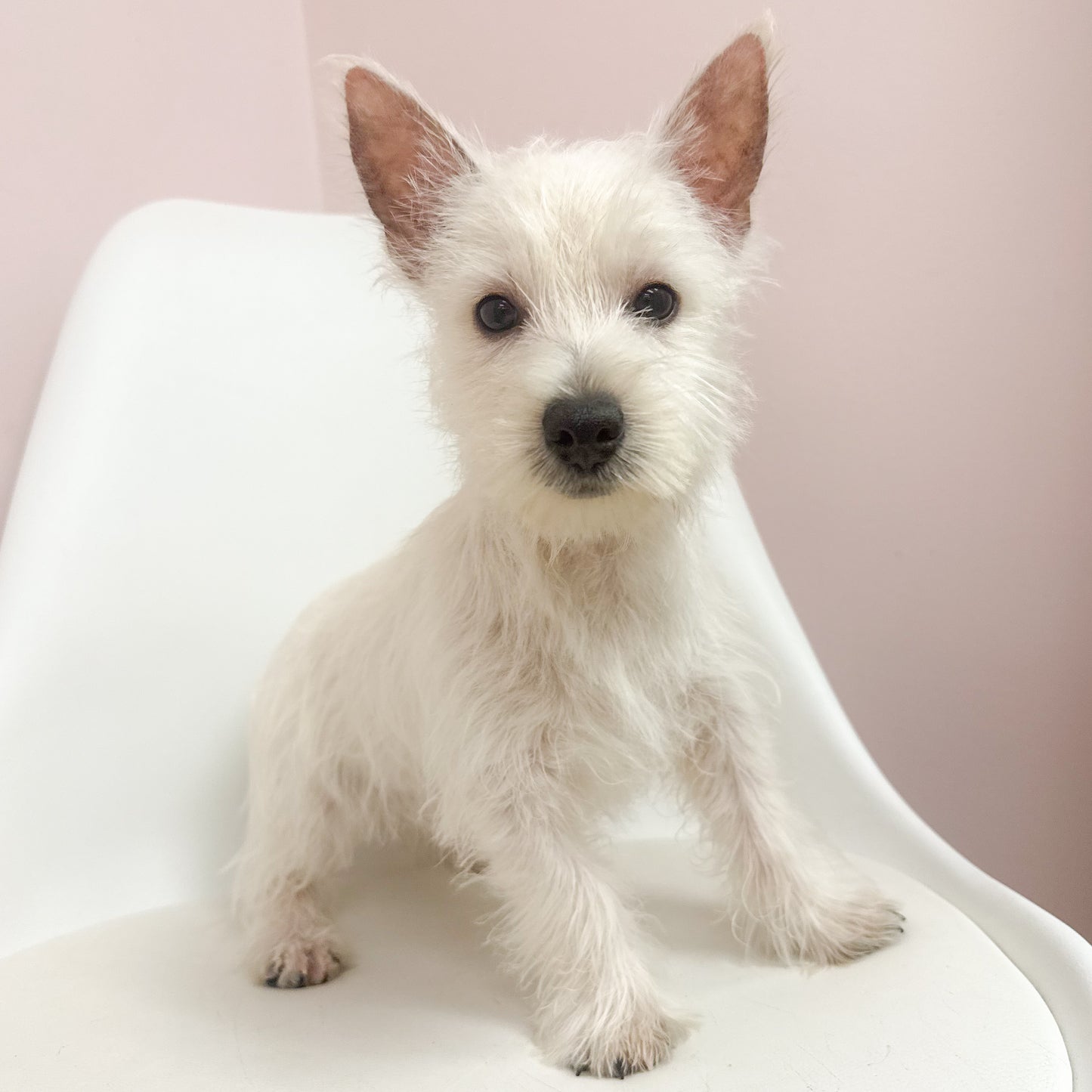 Winifred- Female West Highland Terrier