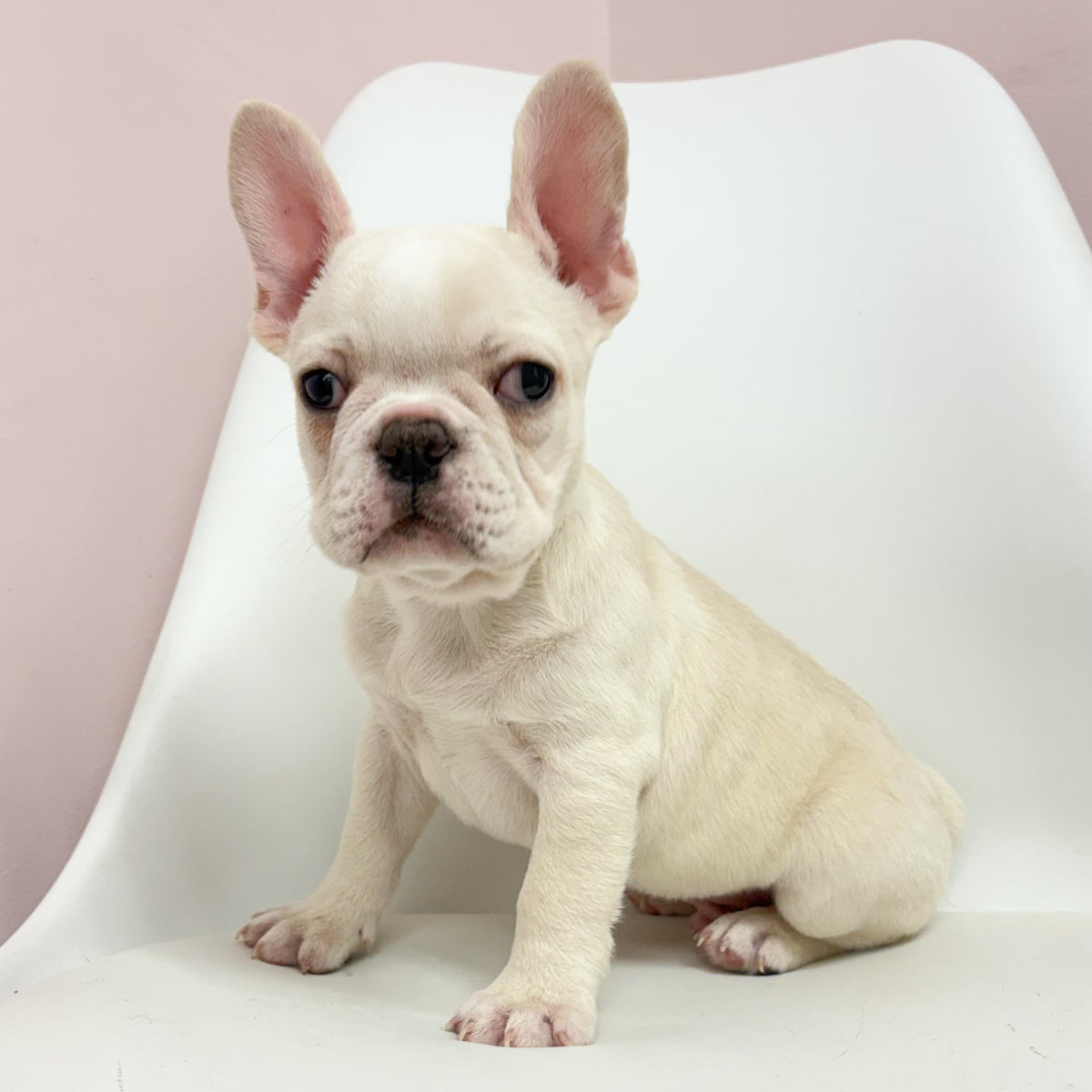 Lenny- Male French Bulldog