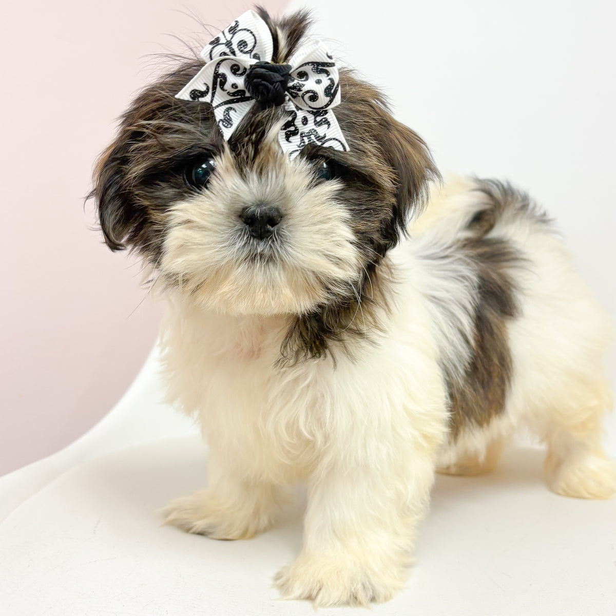 Cleo- Female Shih Tzu