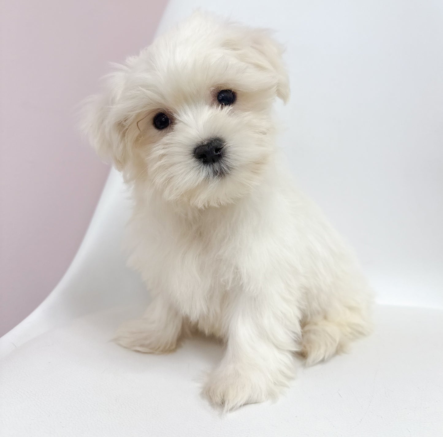 Max- Male Maltese