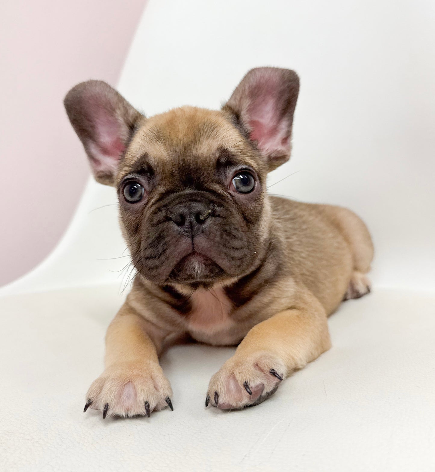 Gaston- Male French Bulldog