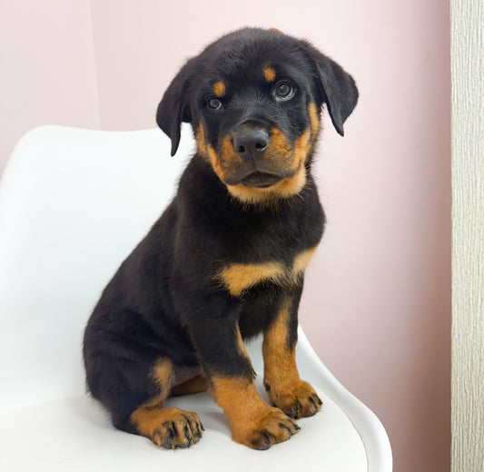 Darla- Female Rottweiler