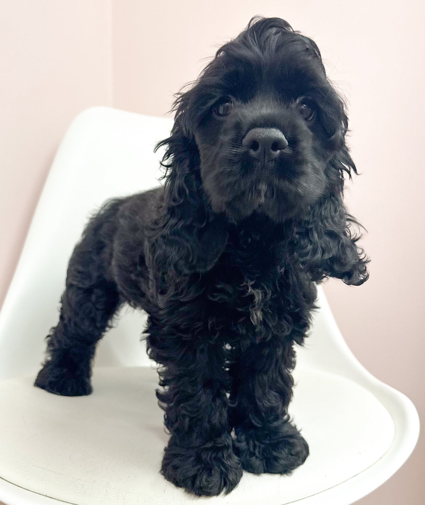 Jagger- Male Cocker Spaniel