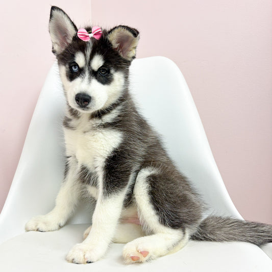 Luna- Female Siberian Husky