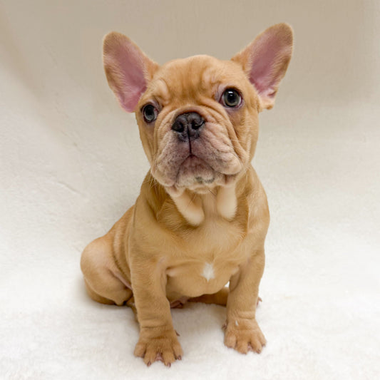 Freddie-Male French Bulldog