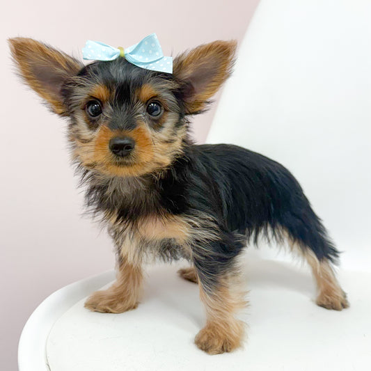 Annie- Female Yorkie