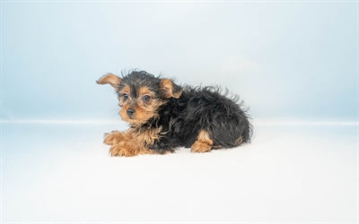 Frodo- Male Yorkipoo