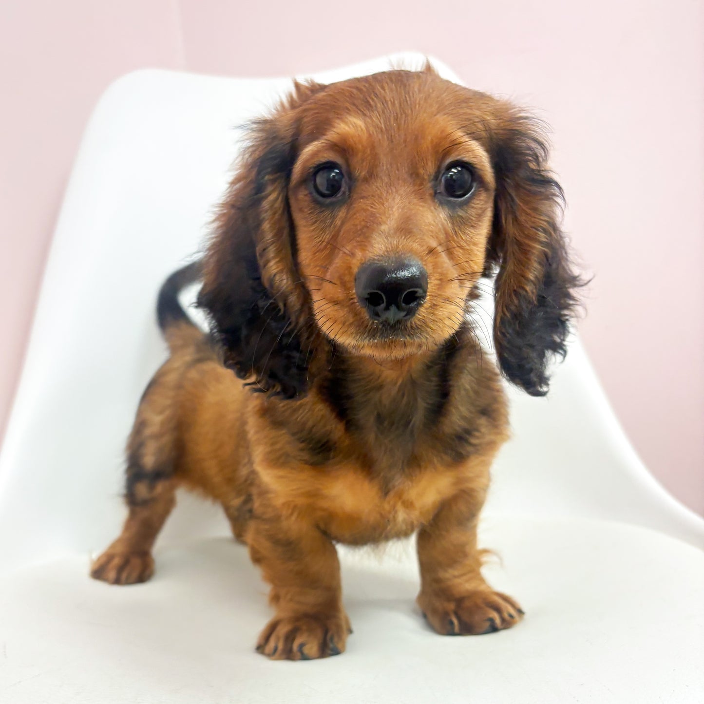 Meyer-Male Mini Dachshund