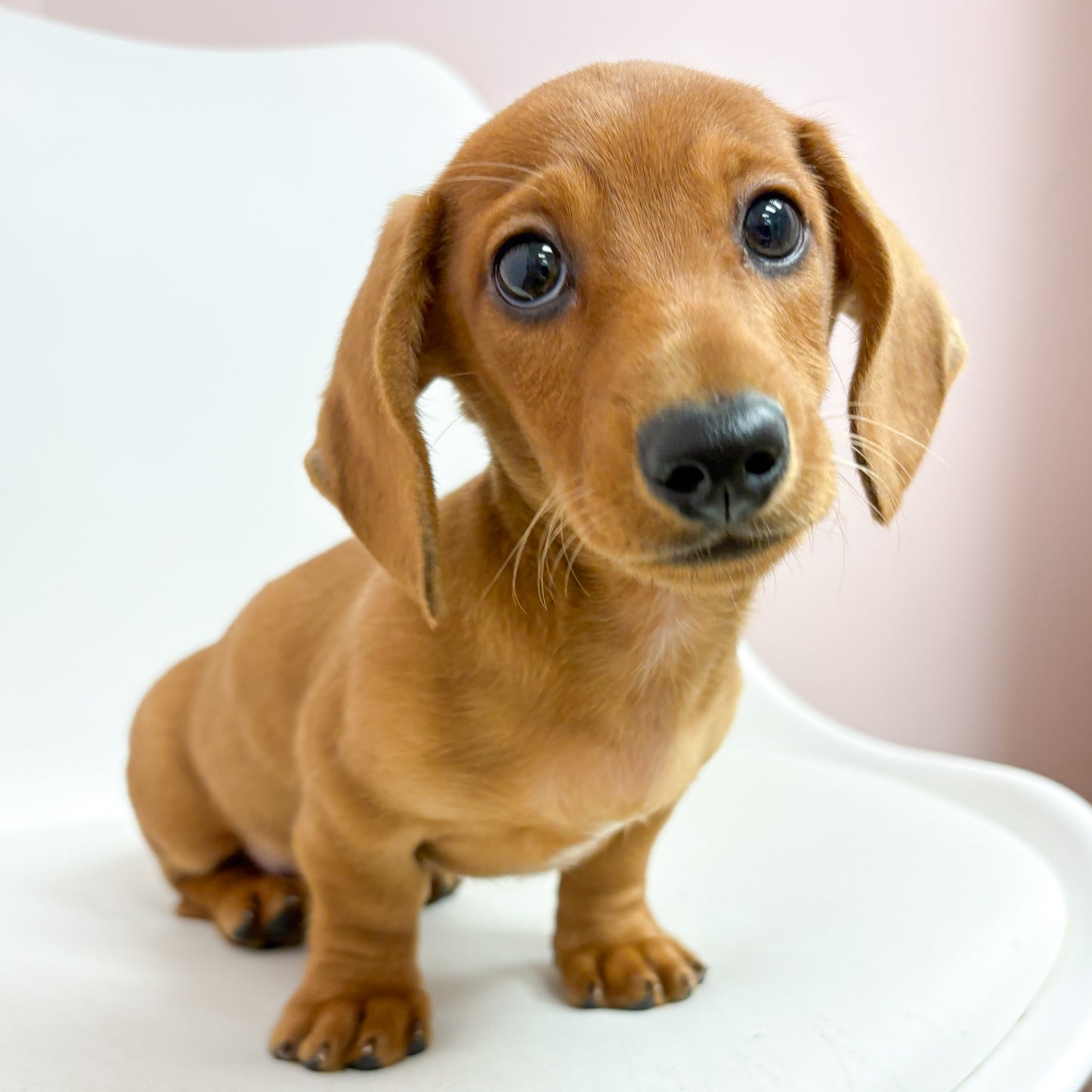 Oscar-Male Mini Dachshund