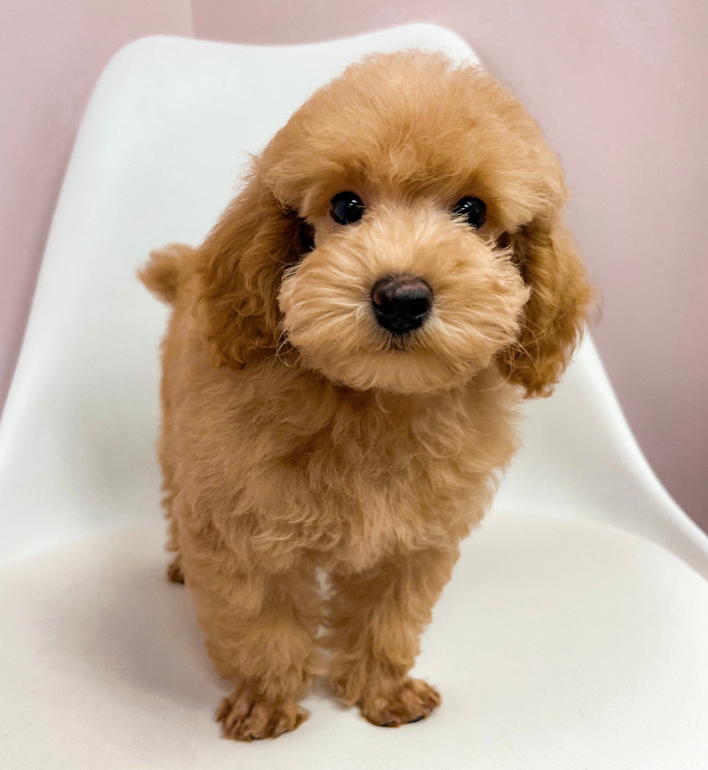 Ranger- Male Toy Poodle