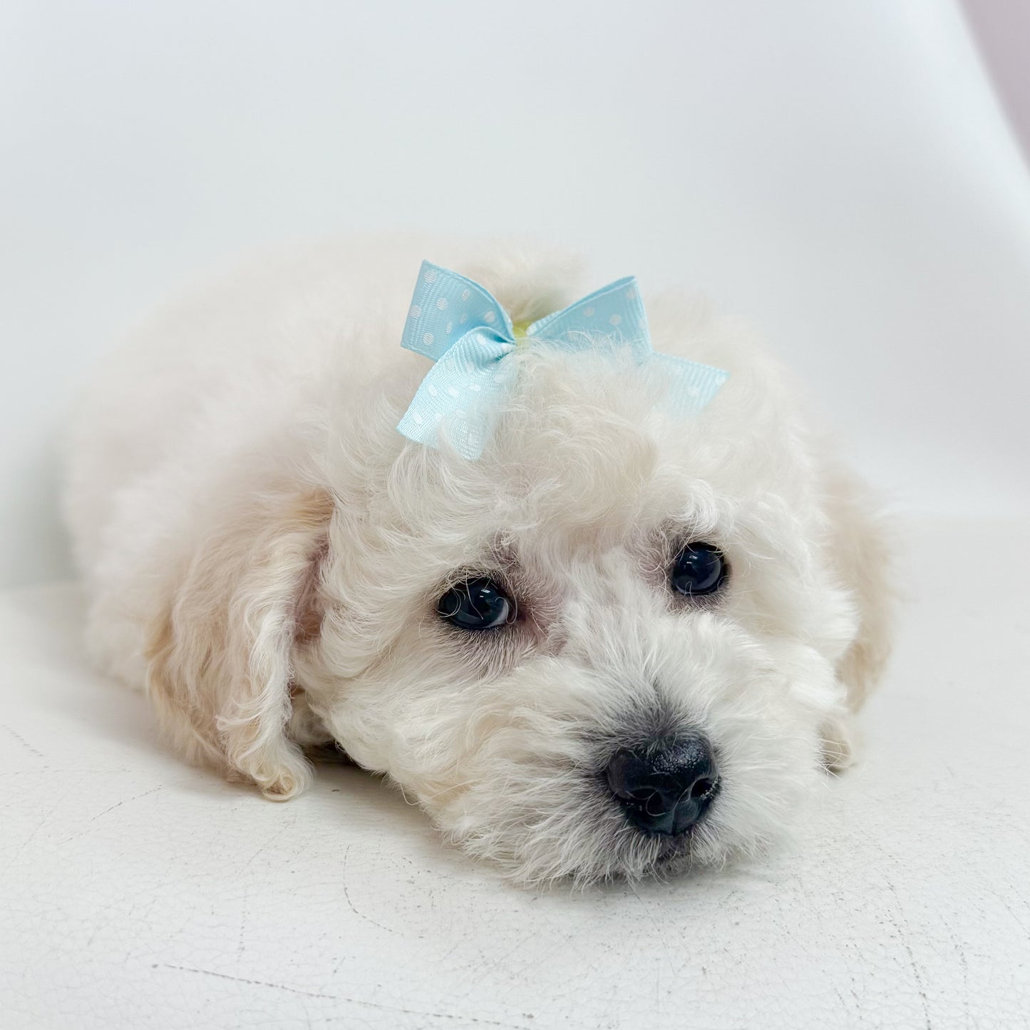 Muffin-Female Maltipoochon