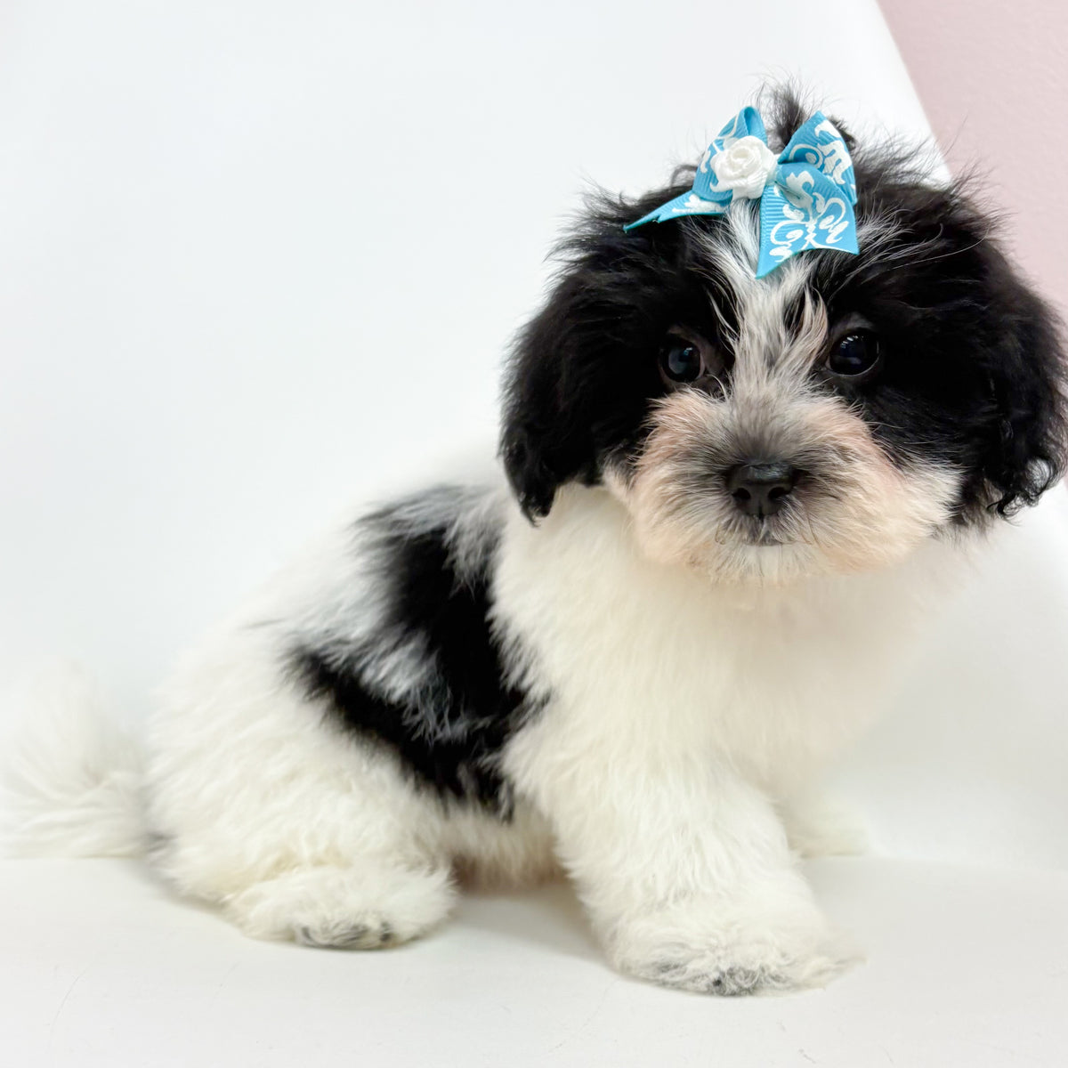 Millie- Female Teddy Bear