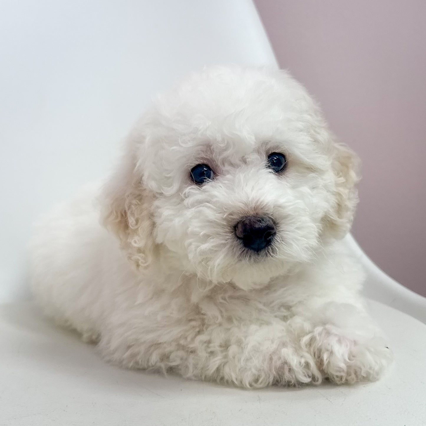 Marshmallow-Male Maltipoochon