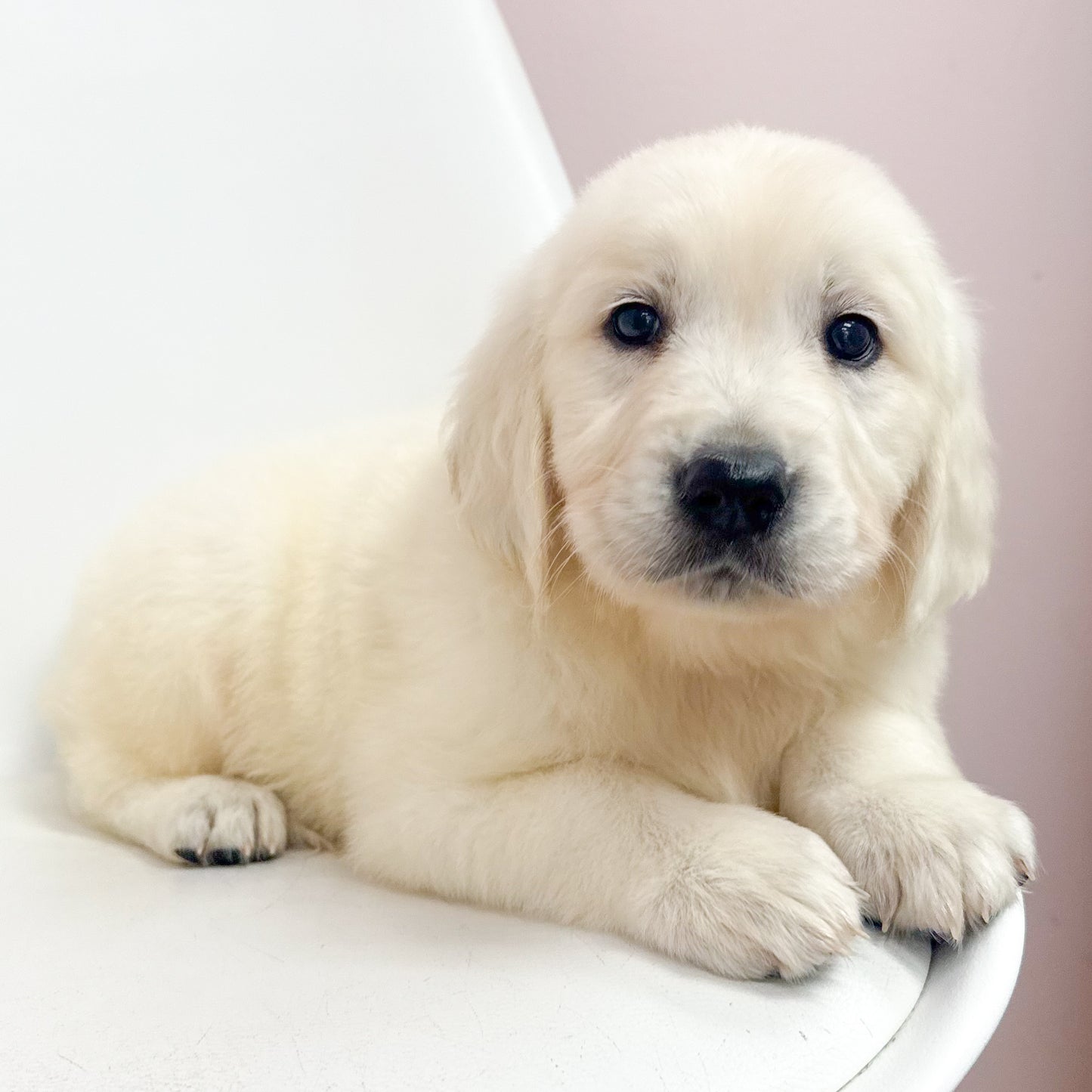 Walter-Male Golden Retriever