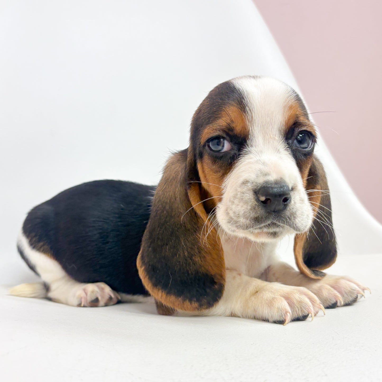 Willie-Male Basset Hound