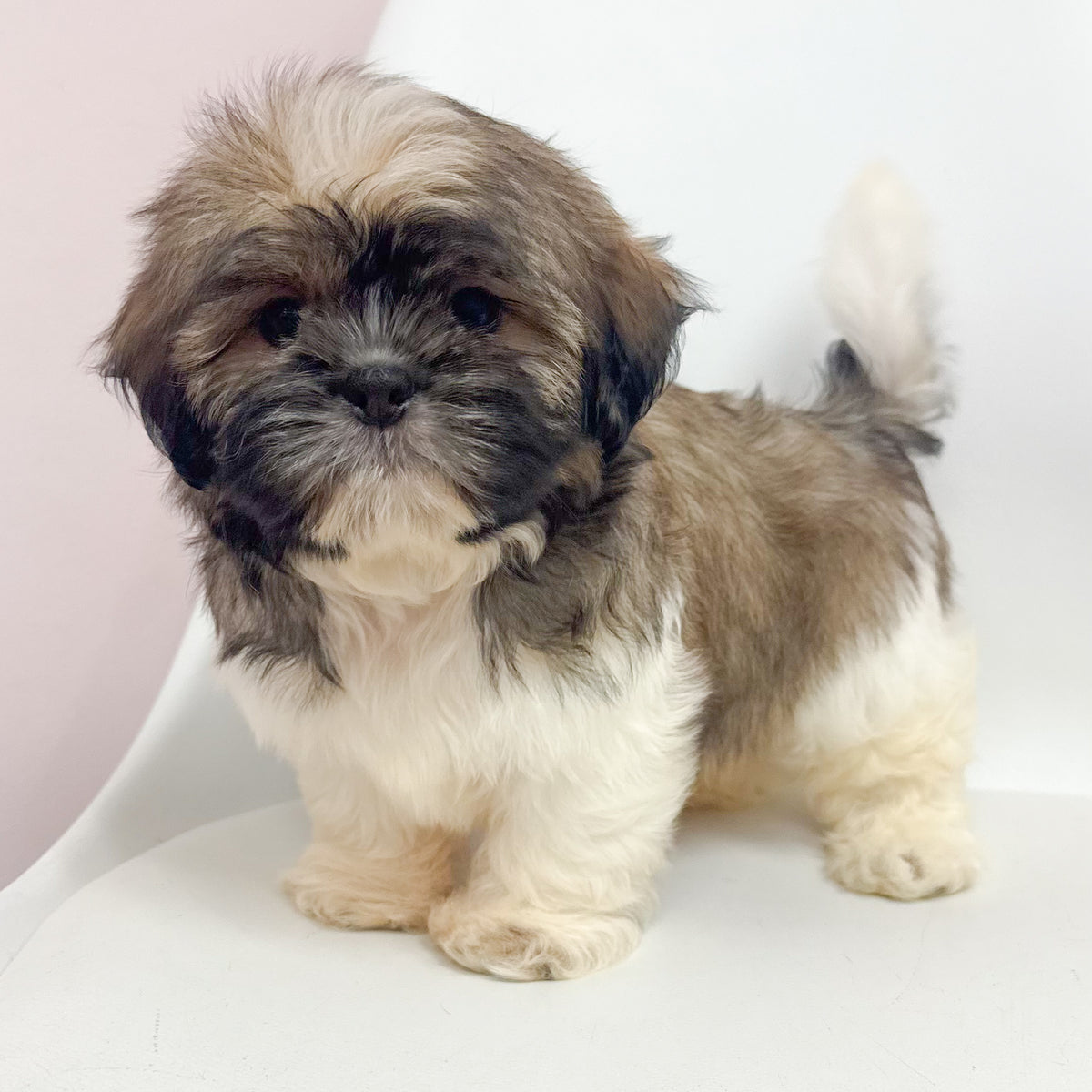 Otis- Male Shih Tzu