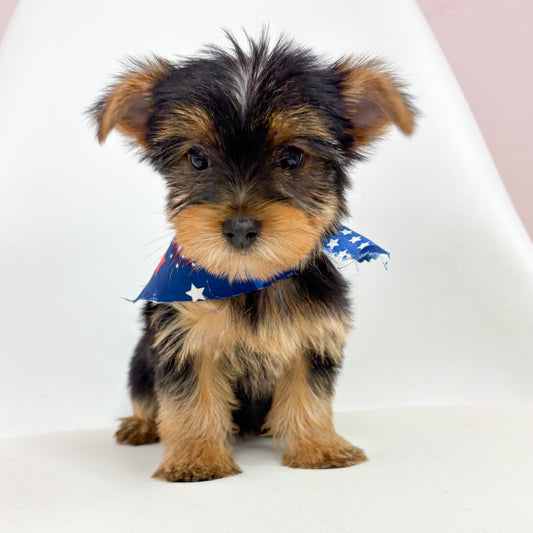 Gucci- Male Yorkie