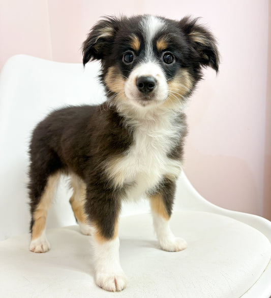 Trigger- Toy Australian Shepherd