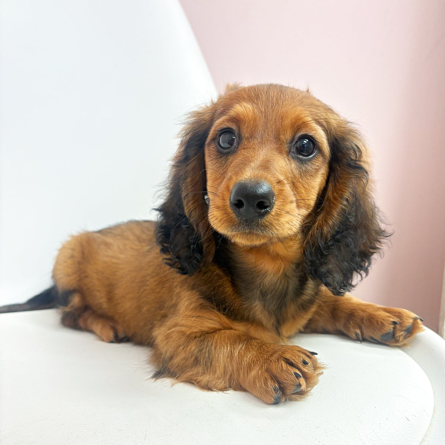 Meyer-Male Mini Dachshund