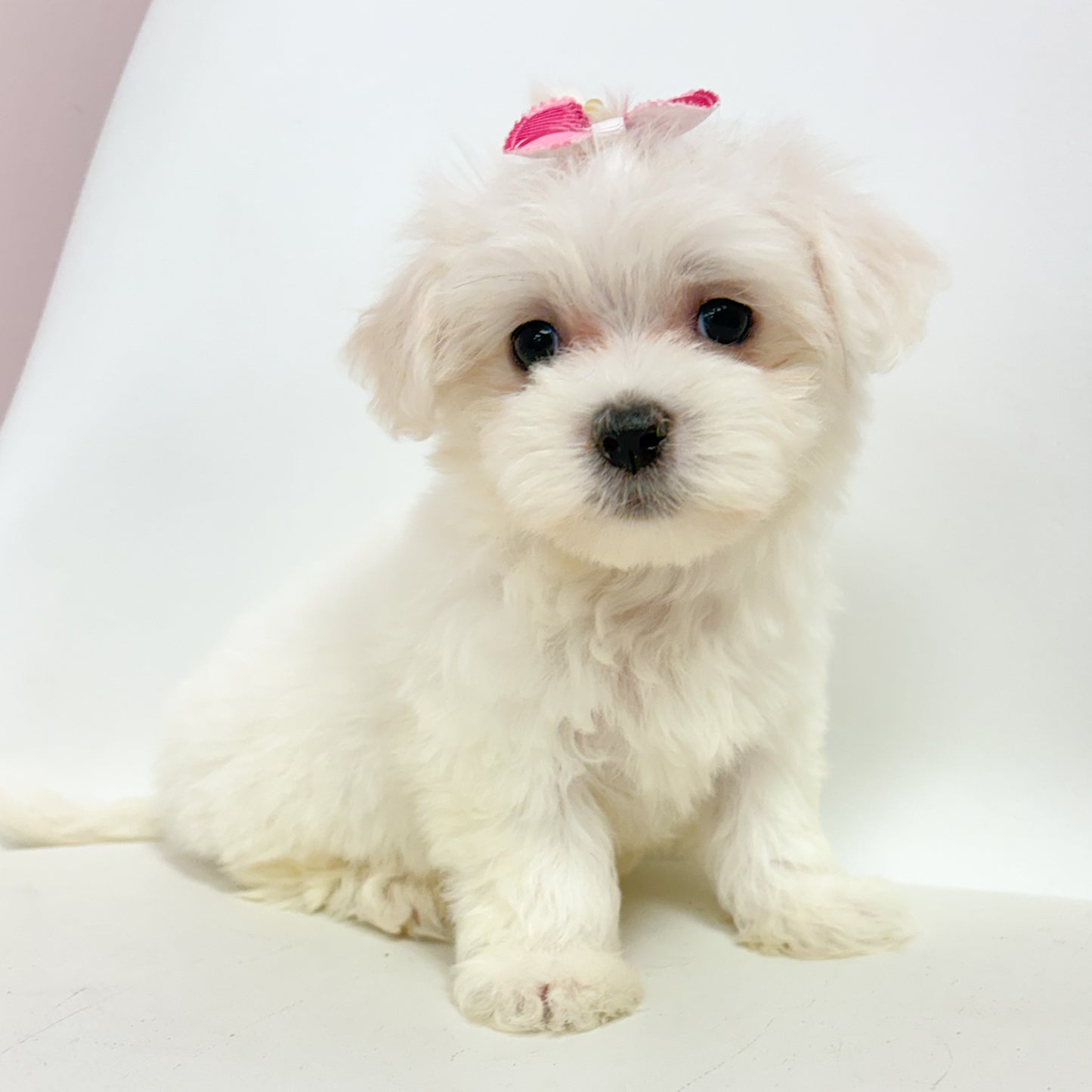 Mary-Female Maltese