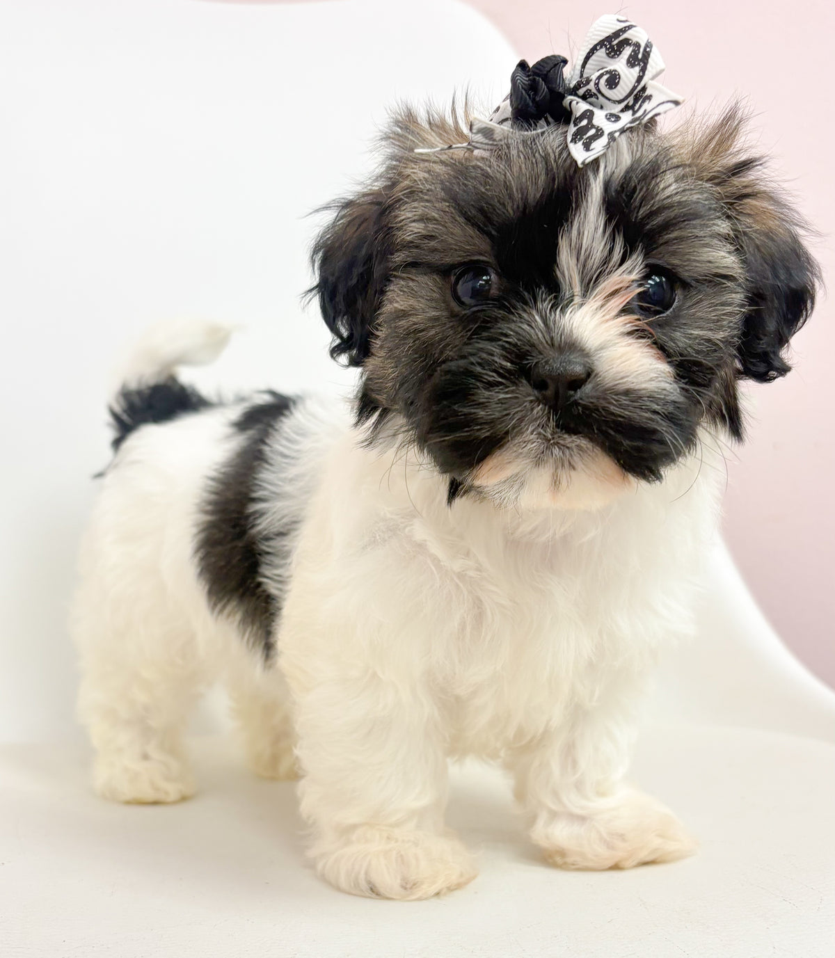 Gigi- Female Shih Tzu