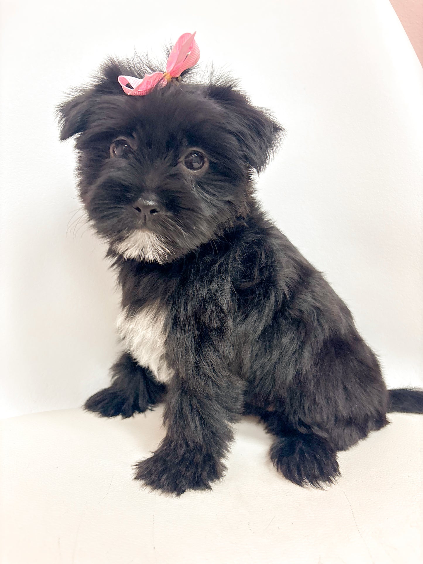 Darla- Female Morkie