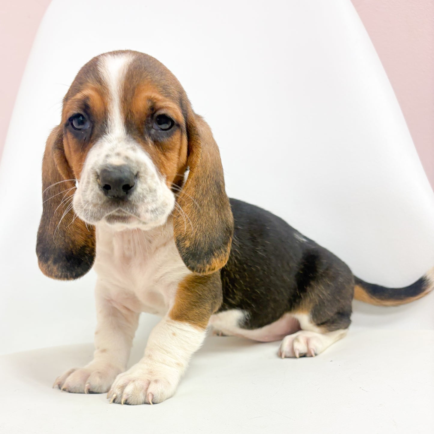 Nelson-Male Basset Hound