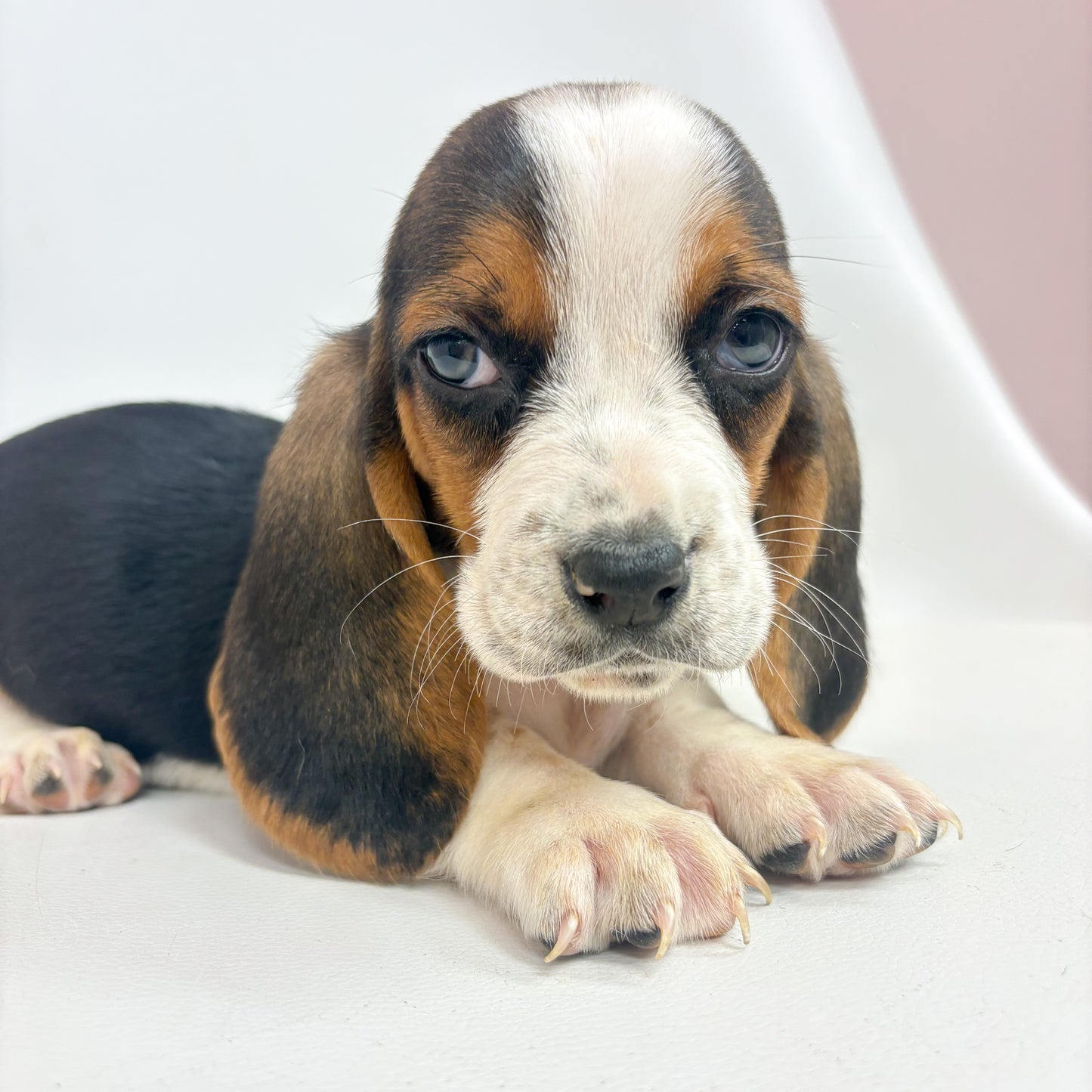 Willie-Male Basset Hound